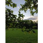 Zdjęcia użytkowników Redmi Note 12 Pro