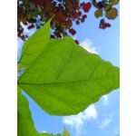 Zdjęcia użytkowników Redmi Note 12 Pro