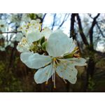 Zdjęcia użytkowników Redmi Note 12 Pro+