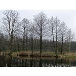 Zdjęcia użytkowników Redmi Note 12 Pro+