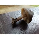 Zdjęcia użytkowników Redmi Note 12 Pro+