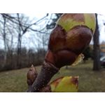 Zdjęcia użytkowników Redmi Note 12 Pro+