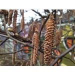 Zdjęcia użytkowników Redmi Note 12 Pro+