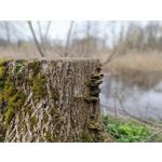 Zdjęcia użytkowników Redmi Note 12 Pro+