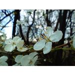 Zdjęcia użytkowników Redmi Note 12 Pro+