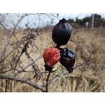 Zdjęcia użytkowników Redmi Note 12 Pro+