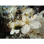 Zdjęcia użytkowników Redmi Note 12 Pro+