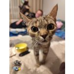 Zdjęcia użytkowników Redmi Note 13 Pro