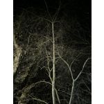 Zdjęcia użytkowników Redmi Note 13 Pro+