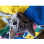 Zdjęcia użytkowników Redmi Note 7