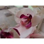 Zdjęcia użytkowników Redmi Note 8 Pro Zdjęcia użytkowników Redmi Note 8 Pro