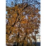 Zdjęcia użytkowników Redmi Note 8 Pro Zdjęcia użytkowników Redmi Note 8 Pro
