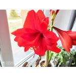 Zdjęcia użytkowników Redmi Note 8 Pro Zdjęcia użytkowników Redmi Note 8 Pro