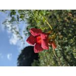 Zdjęcia użytkowników Redmi Note 8 Pro Zdjęcia użytkowników Redmi Note 8 Pro