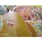 Zdjęcia użytkowników Redmi Note 8T