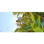 Zdjęcia użytkowników Redmi Note 8T