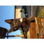 Zdjęcia użytkowników Redmi Note 8T