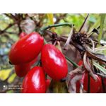 Zdjęcia użytkowników Redmi Note 8T