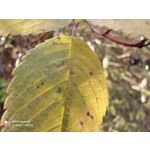 Zdjęcia użytkowników Redmi Note 8T