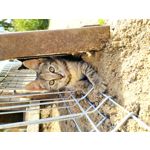 Zdjęcia użytkowników Redmi Note 8T