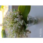 Zdjęcia użytkowników Redmi Note 8T