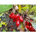 Zdjęcia użytkowników Redmi Note 8T