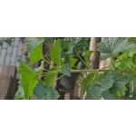 Zdjęcia użytkowników Redmi Note 8T