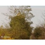 Zdjęcia użytkowników Redmi Note 8T