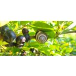 Zdjęcia użytkowników Redmi Note 8T