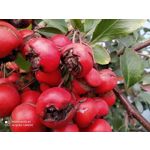 Zdjęcia użytkowników Redmi Note 8T