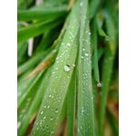 Zdjęcia użytkowników Redmi Note 9