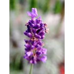 Zdjęcia użytkowników Redmi Note 9
