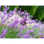 Zdjęcia użytkowników Redmi Note 9