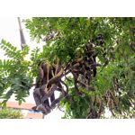 Zdjęcia użytkowników Redmi Note 9s