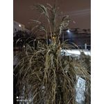 Zdjęcia użytkowników Redmi Note 9T