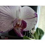 Zdjęcia użytkowników Redmi Note 9T