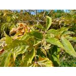 Zdjęcia użytkowników Redmi Pad