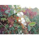 Zdjęcia użytkowników Redmi Pad