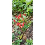 ZDJĘCIA Z TEGO TELEFONU