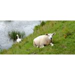 Zdjęcia użytkowników Redmi Note 14 4G Global