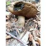 Zdjęcia użytkowników Redmi Note 14 4G Global