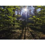 Zdjęcia użytkowników Redmi Note 14 Pro 5G Global