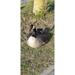 Zdjęcia użytkowników Redmi Note 14 Pro+ 5G