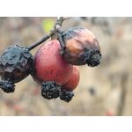 Zdjęcia użytkowników Redmi Note 15 Pro+ 5G