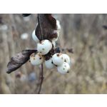 Zdjęcia użytkowników Redmi Note 15 Pro+ 5G