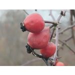 Zdjęcia użytkowników Redmi Note 15 Pro+ 5G