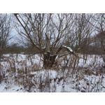 Zdjęcia użytkowników Redmi Note 15 Pro+ 5G