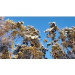 ZDJĘCIA Z TEGO TELEFONU