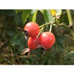 Zdjęcia użytkowników Redmi Note 17 Pro 5G
