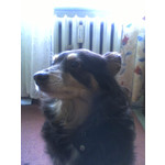 Zdjęcia użytkowników Sagem my401X